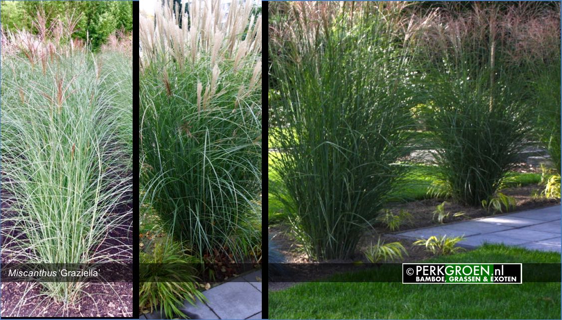 Miscanthus Graziella Miscanthus Graziella
